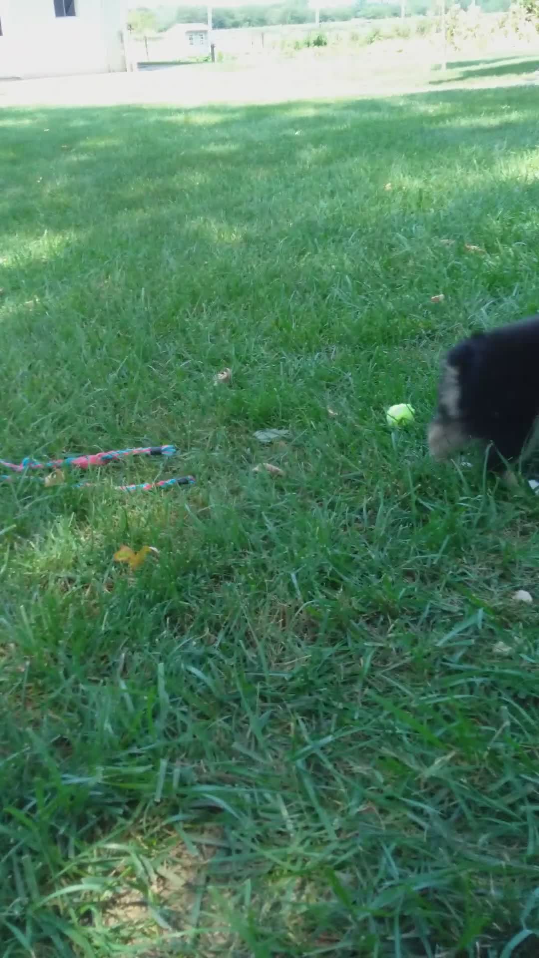 Miniature Australian Shepherd dogs for sale: Rascal - Video 2