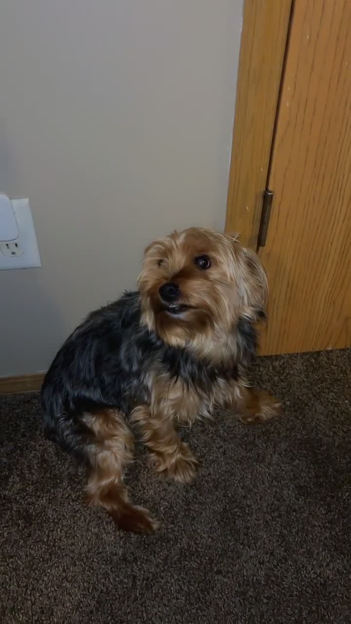 Yorkshire Terrier dogs for sale: Yorkshire Terrier Puppy 1 - Video 1