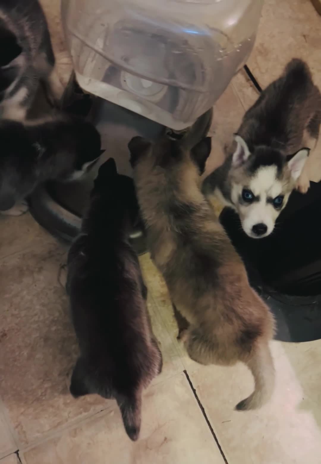 Siberian Husky dogs for sale: Siberian Husky 3 Asher - Video 1