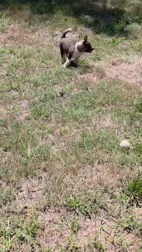 Akita dogs for sale: Bear  - Video 1