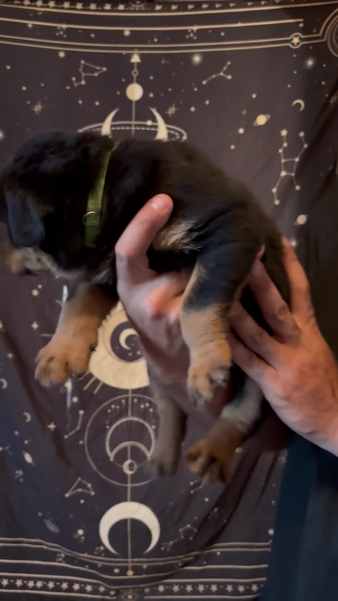 Rottweiler dogs for sale: Rottweiler 4 - Video 1