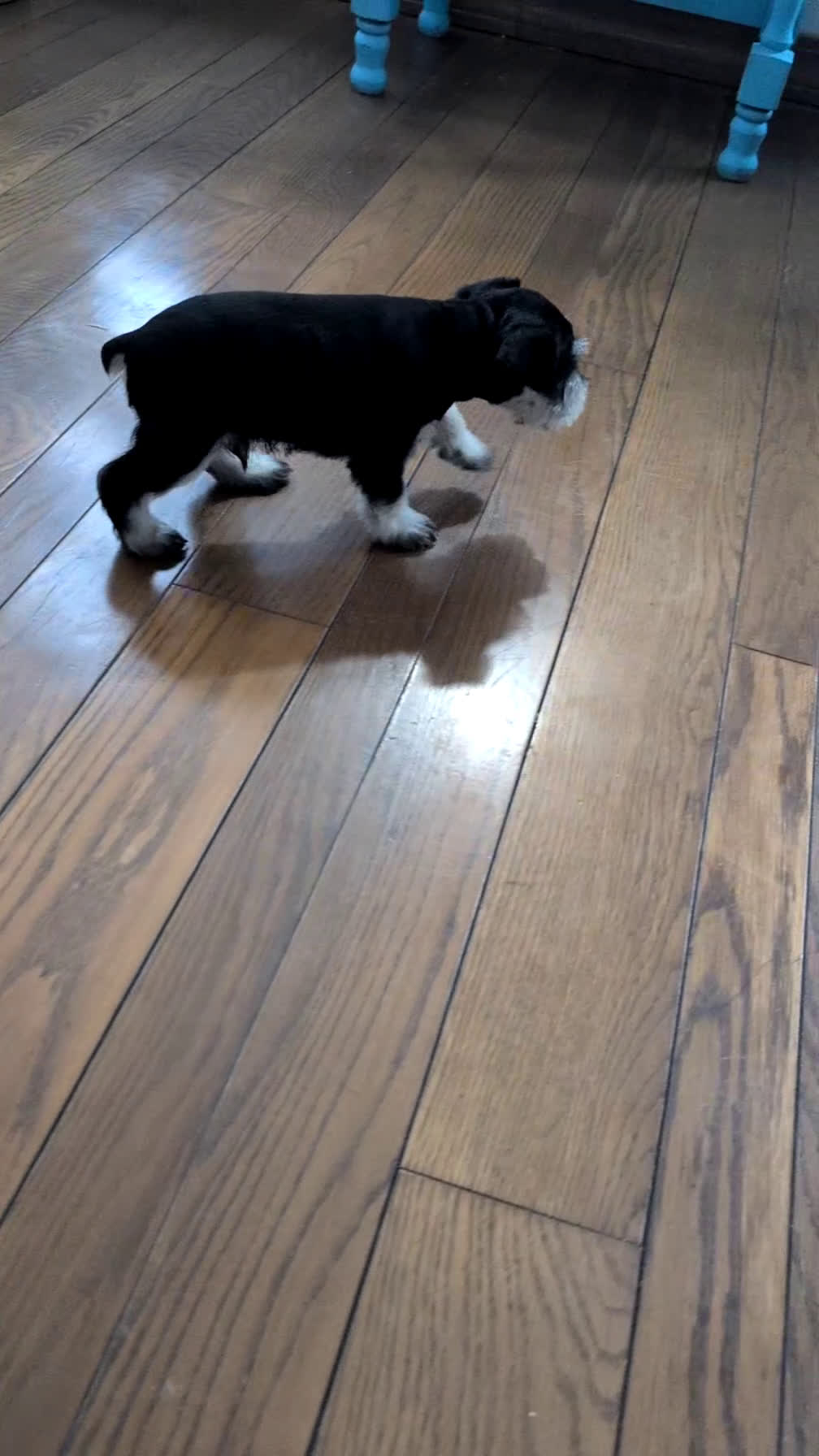 Miniature Schnauzer dogs for sale: Max - Video 1