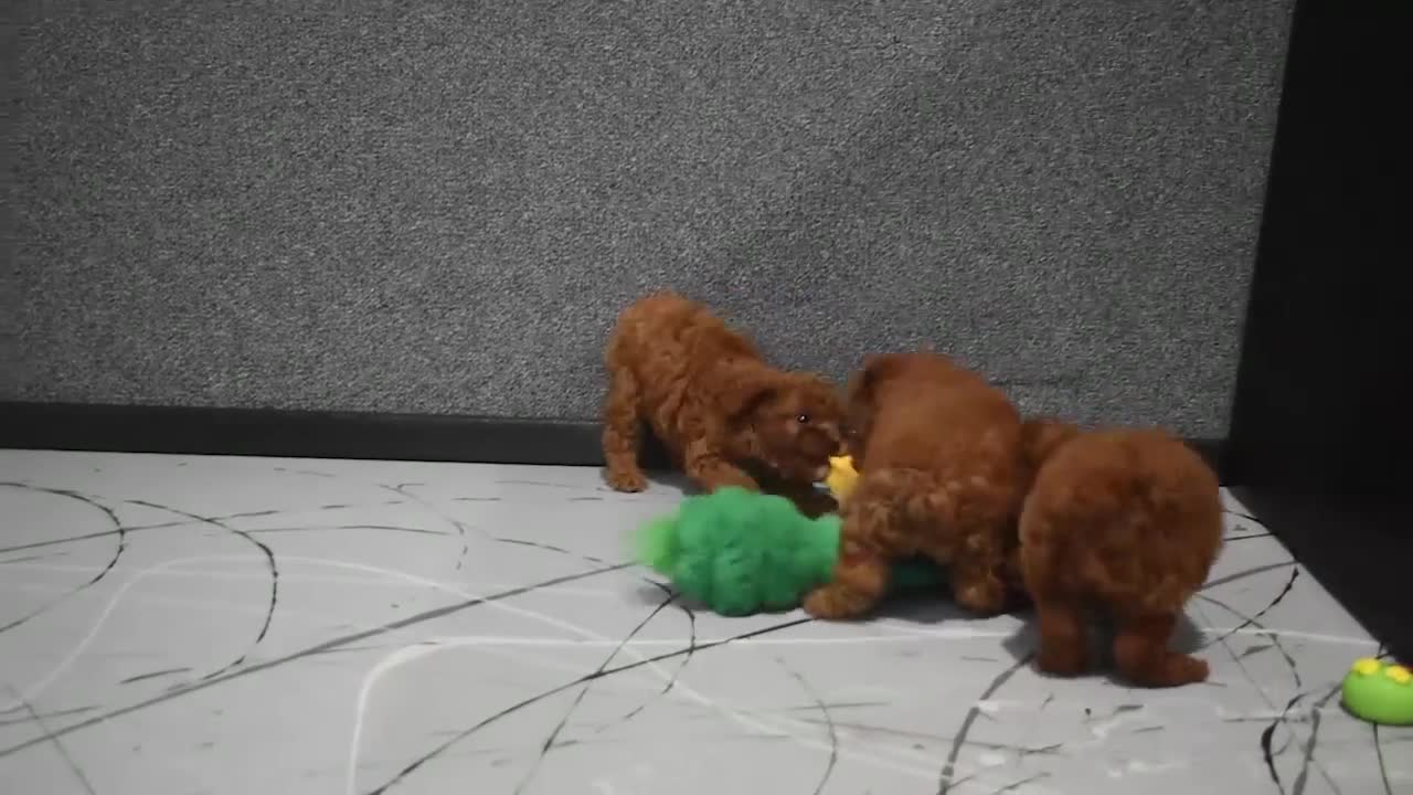 Miniature Poodle dogs for sale: Loise❤️ - Video 1