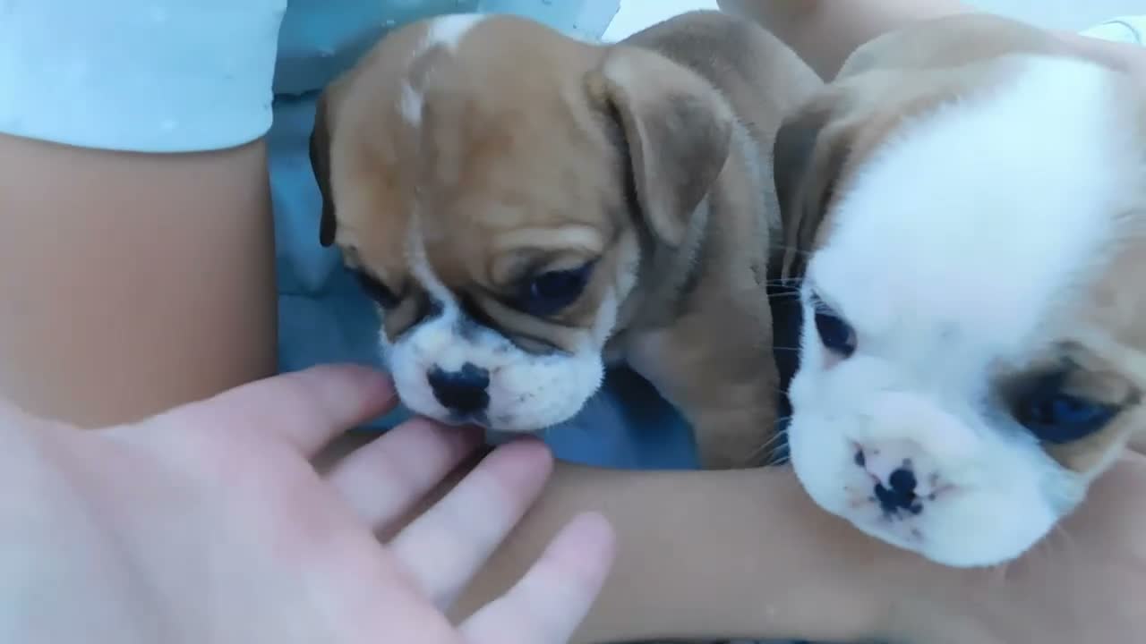 Mixed Breed dogs for sale: Oliver - Video 1