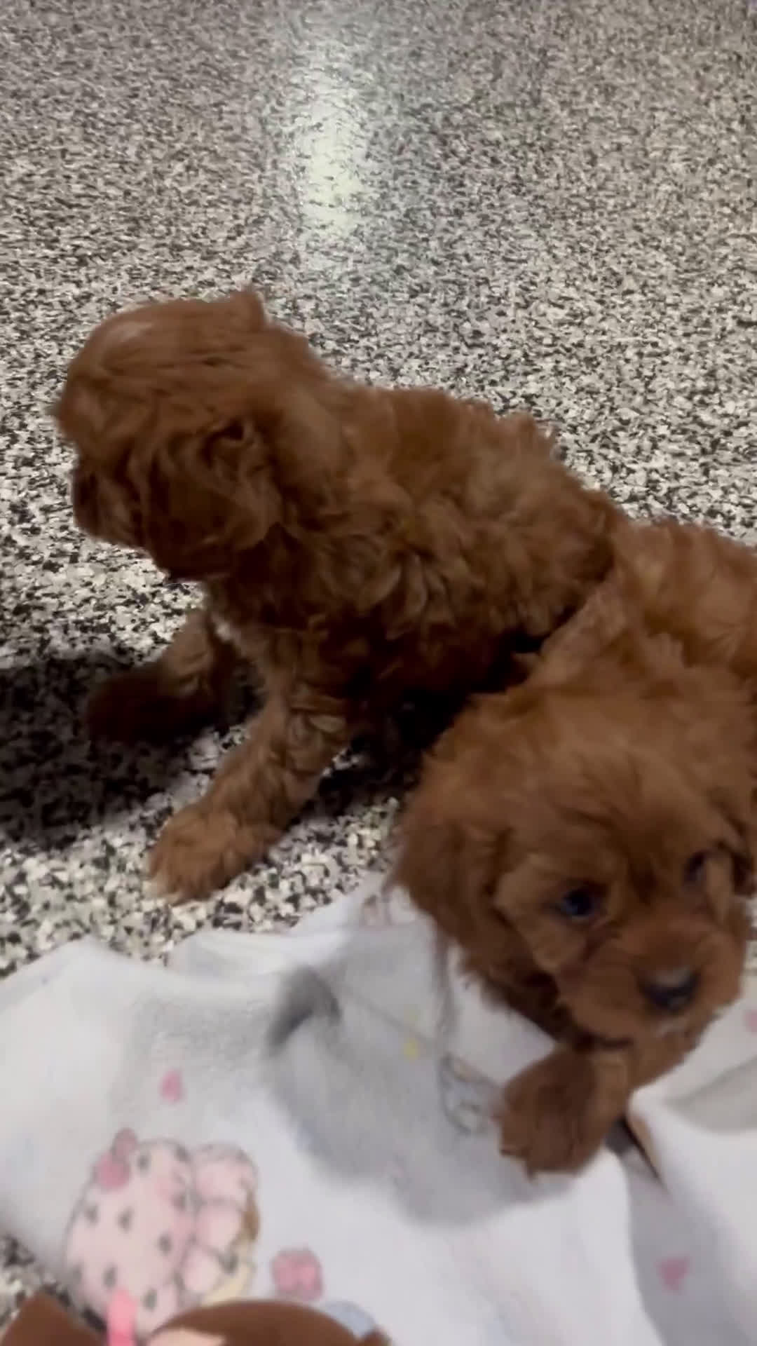 Cavapoo dogs for sale: Eden - Video 2