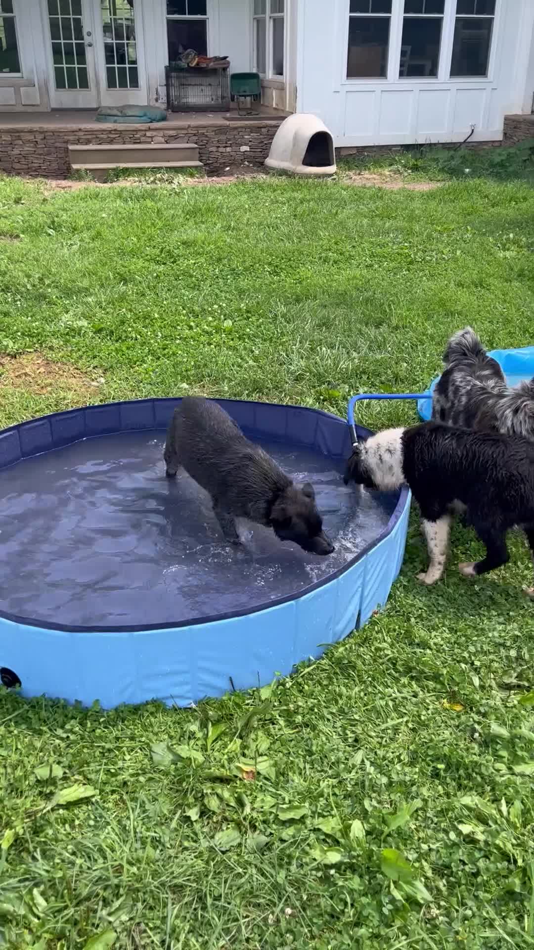 Australian Cattle Dog dogs for sale: BINDI    - Video 2