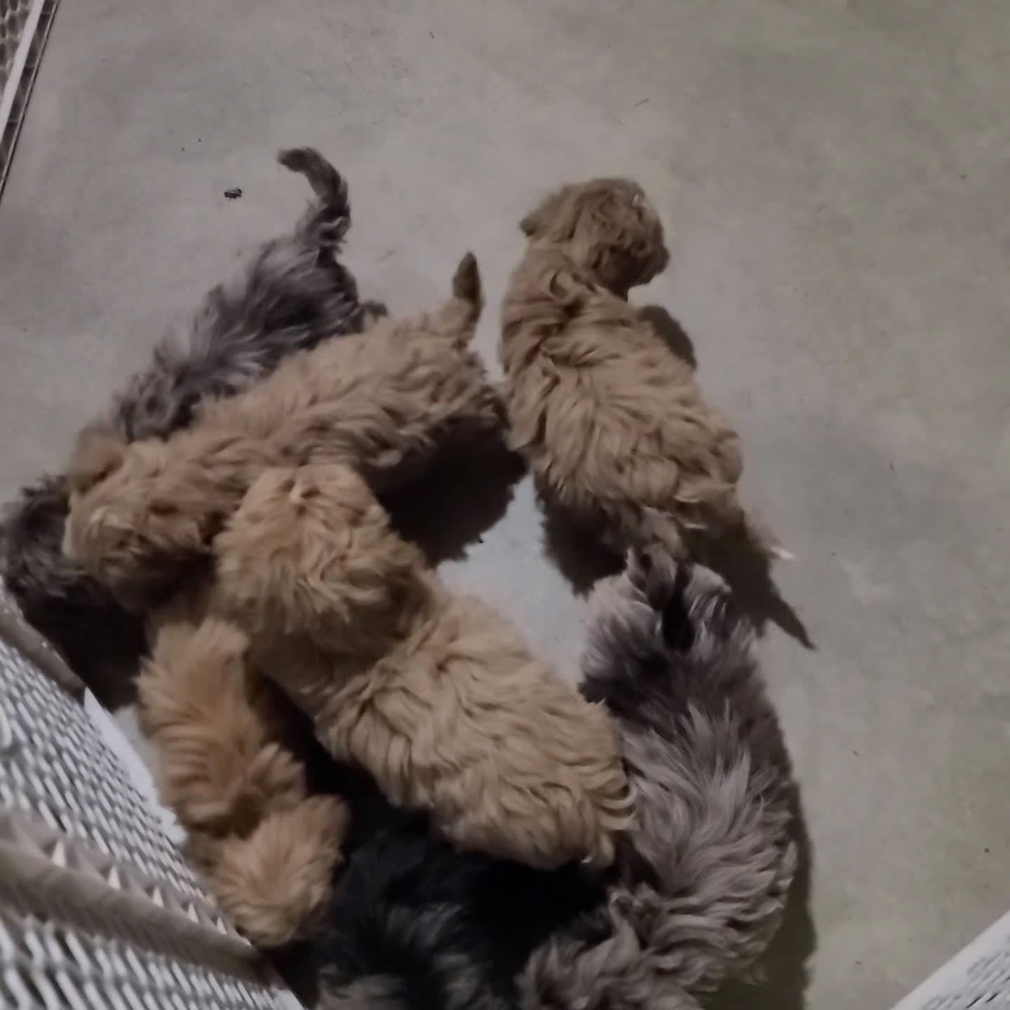 Shihpoo dogs for sale: Jagger - Video 1