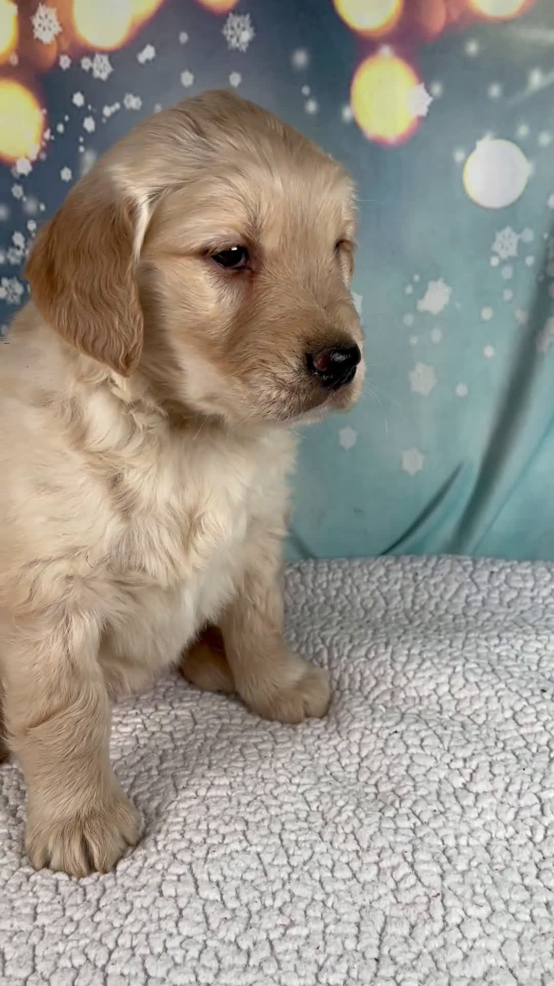 Golden Retriever dogs for sale: Evie - Video 1