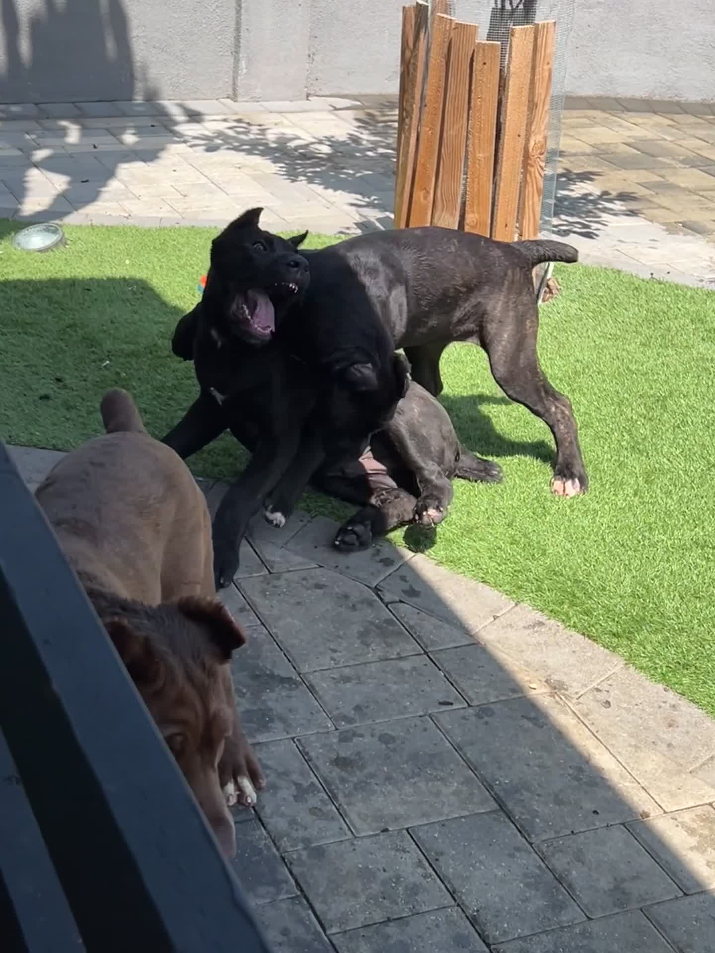 Cane Corso dogs for sale: Cane Corso 2 - Video 1