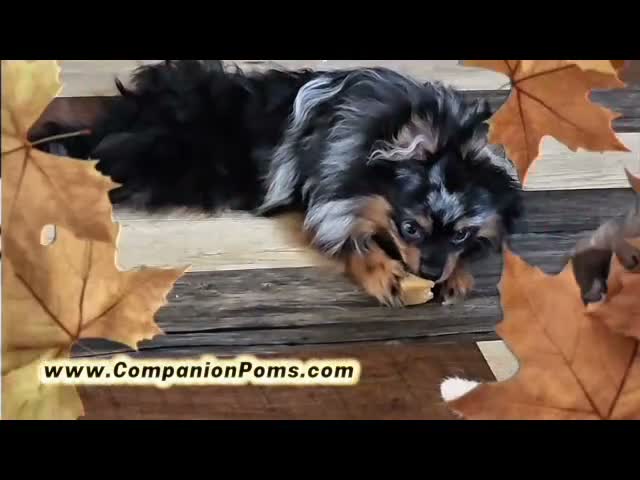Pomeranian dogs for sale: You can't find a better friend! - Timber - Video 1