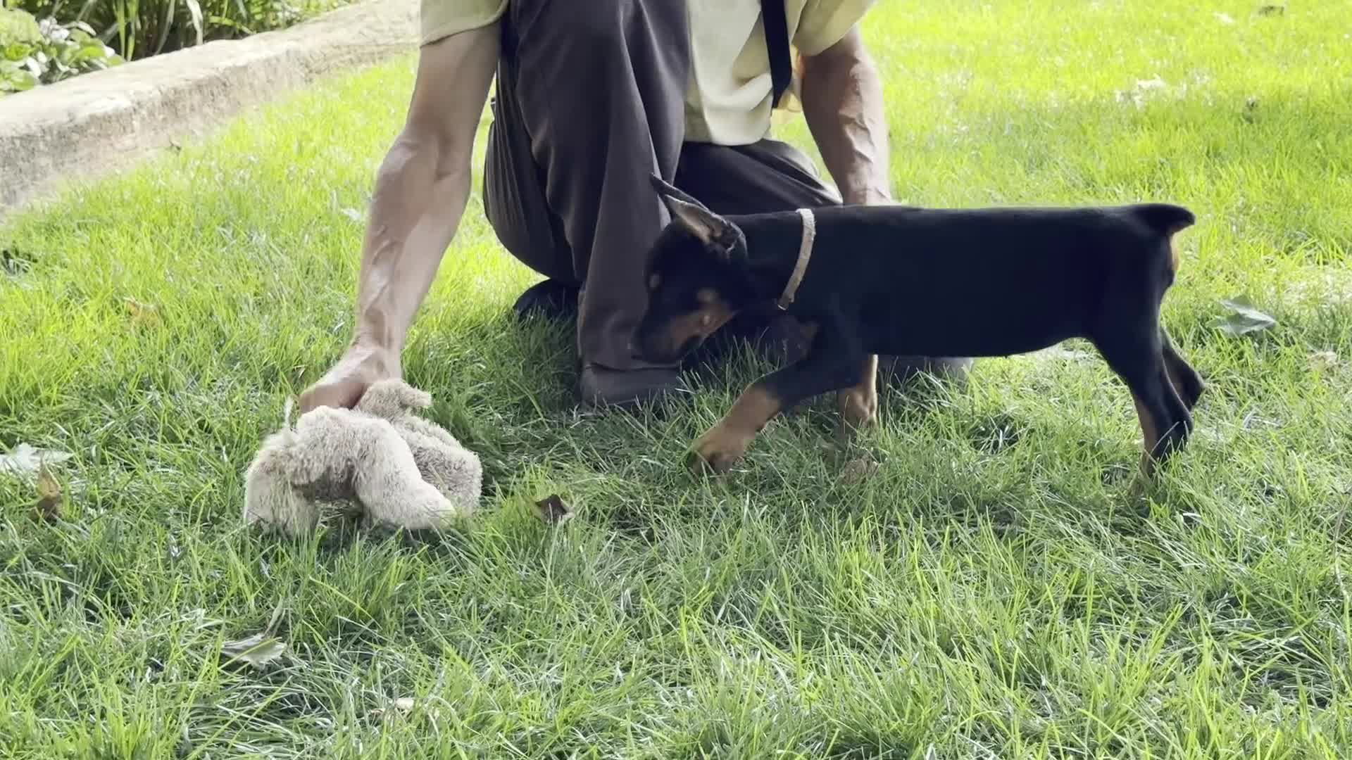 Doberman Pinscher dogs for sale: Arabelle - Video 1
