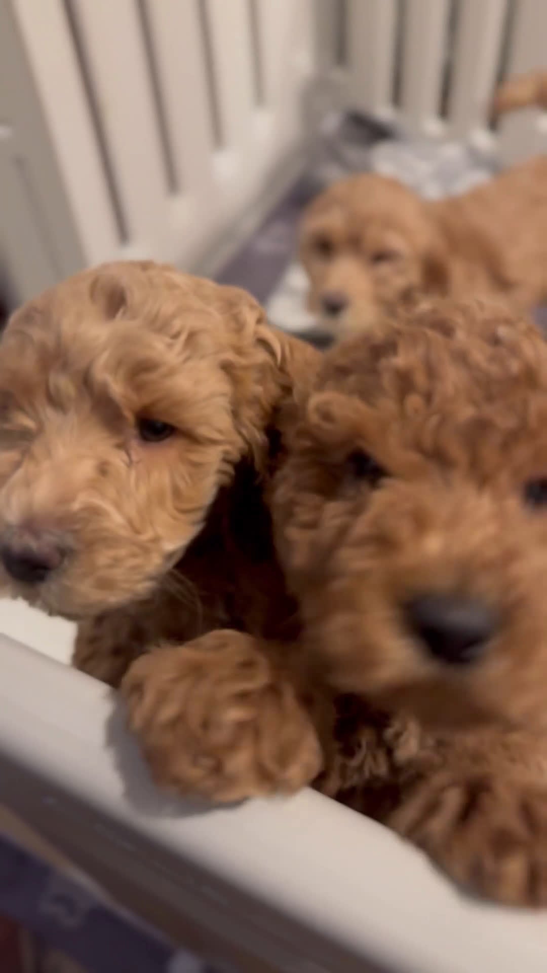 Labradoodle dogs for sale: Labradoodle Puppy 2 - Video 1