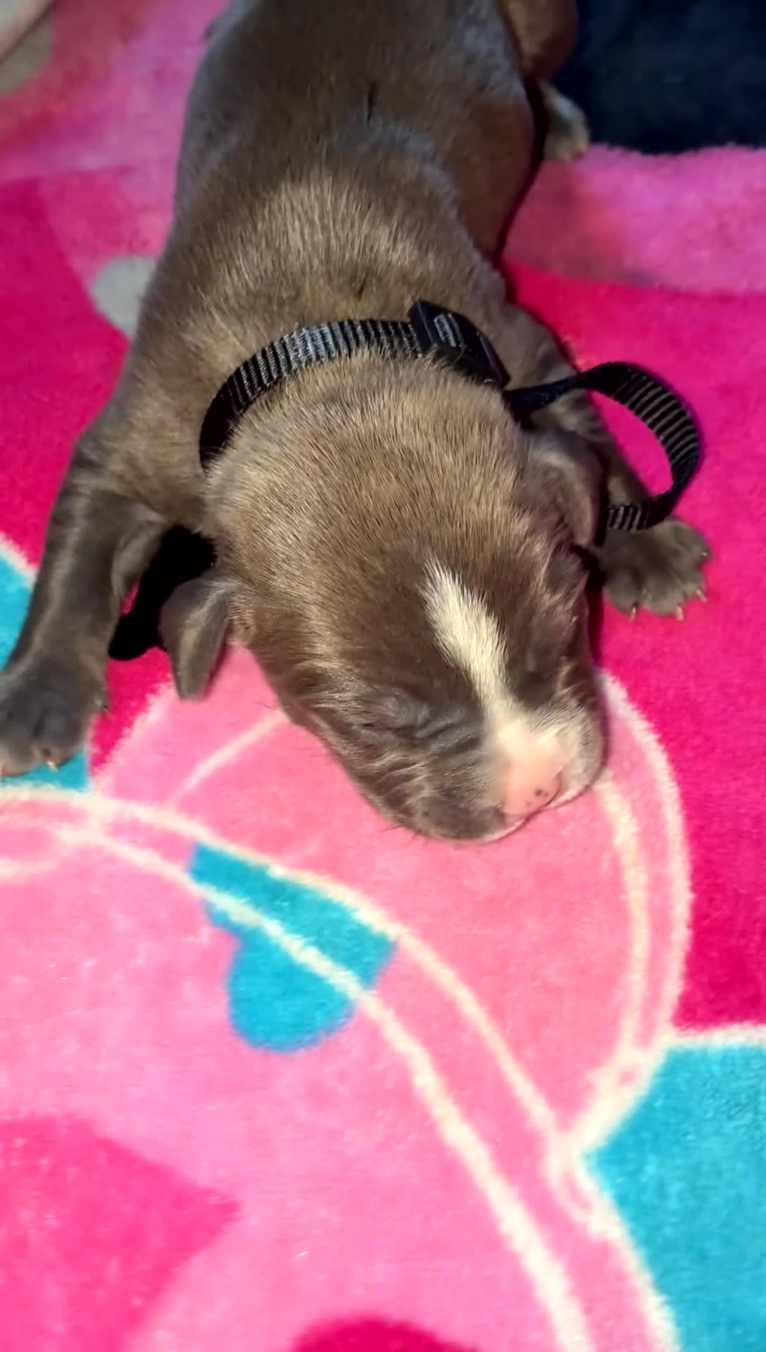 Mixed Breed dogs for sale: Mixed Breed Puppy 1 - Video 1