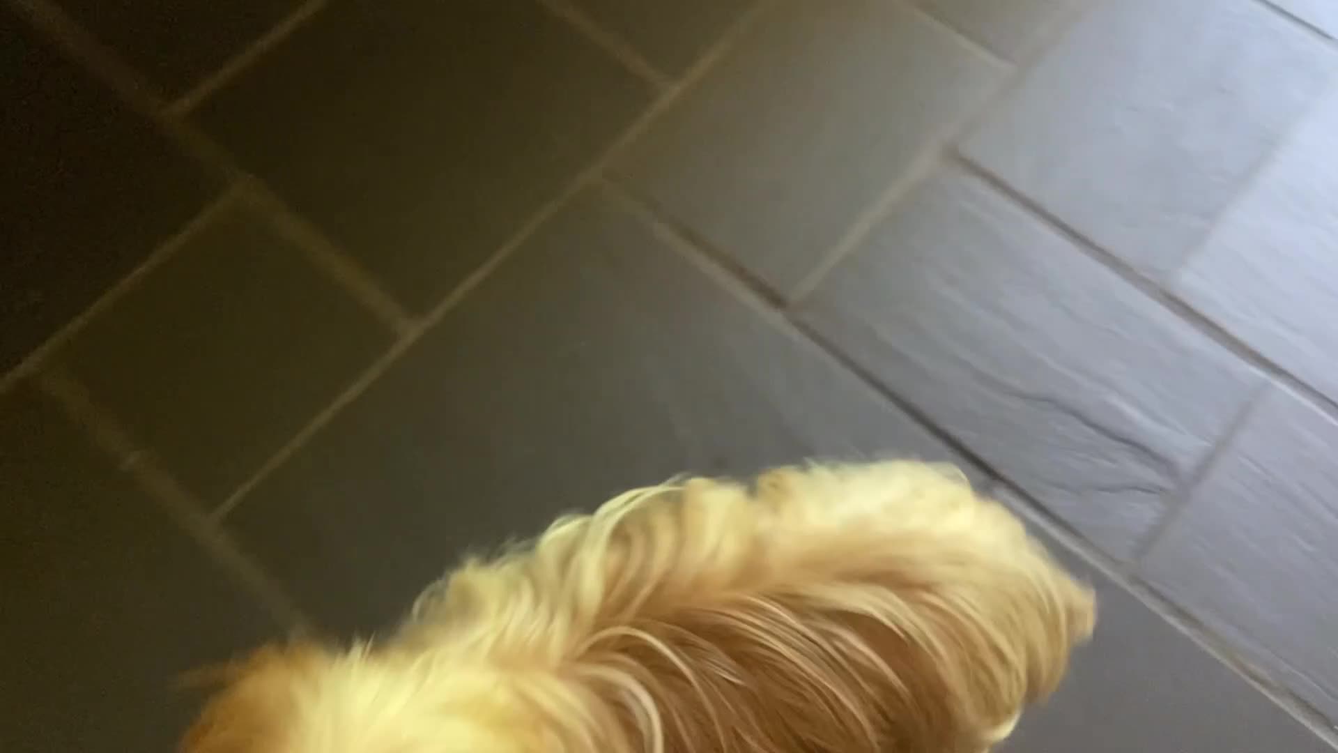 Yorkshire Terrier dogs for sale: Yorkshire Terrier Puppy 4 - Video 1