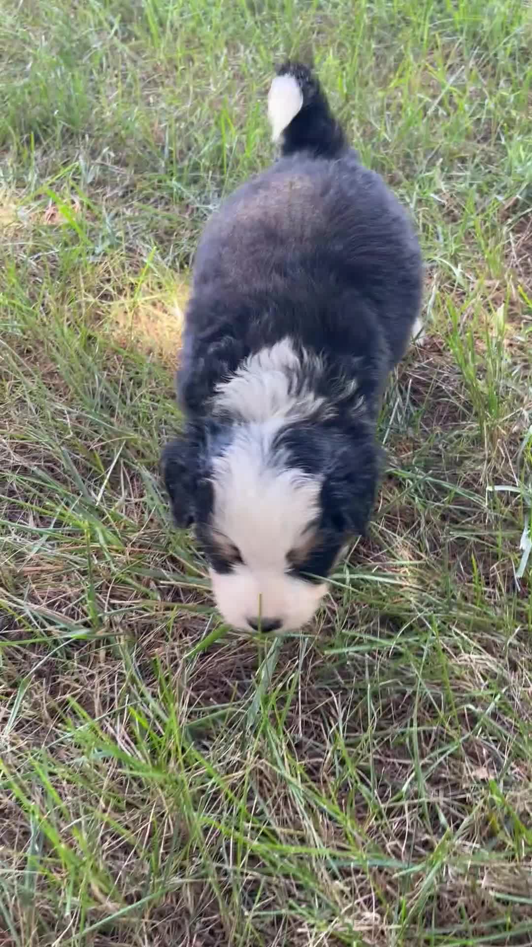Mini Bernedoodle dogs for sale: Kade  - Video 1