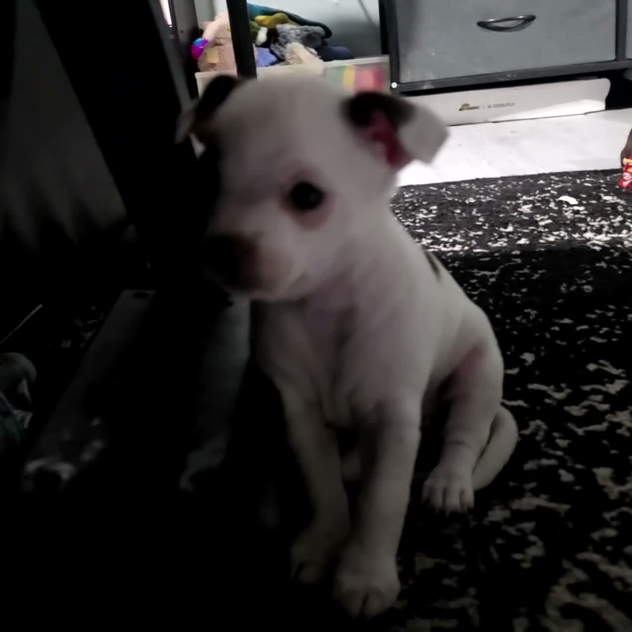 Chihuahua dogs for sale: Midnight-Chocolate  - Video 5