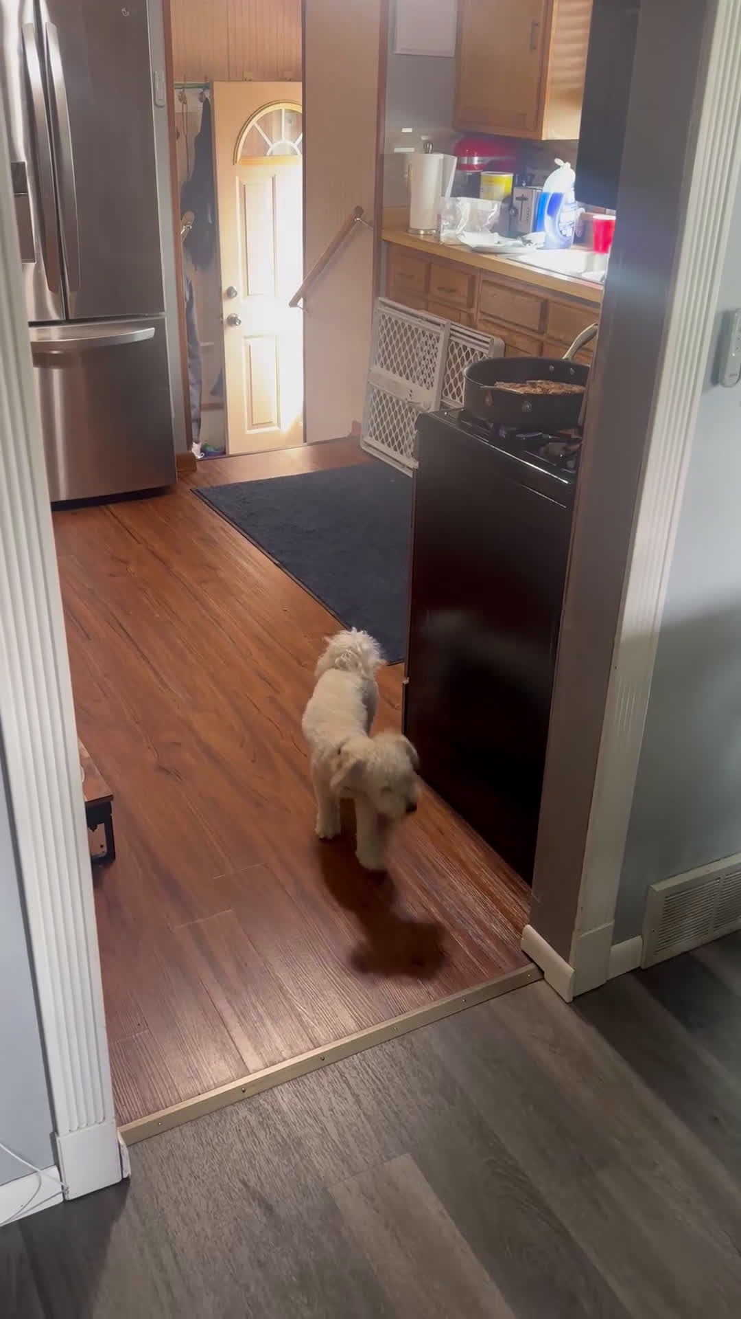 Bichpoo dogs for stud: Princes babies  - Video 1