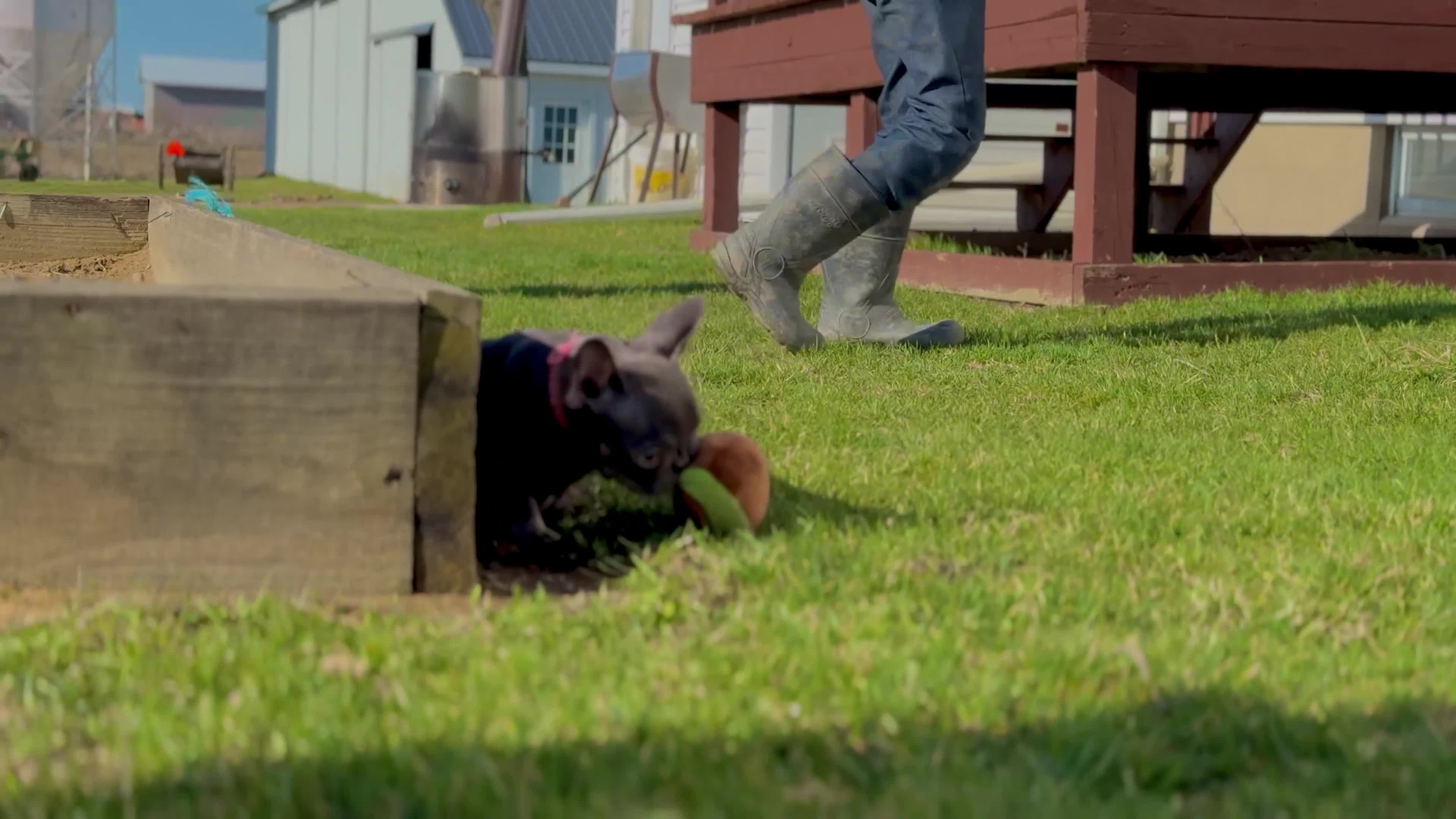 French Bulldog dogs for sale: Quynlee “Hot Pink” Collar, Female - Video 1