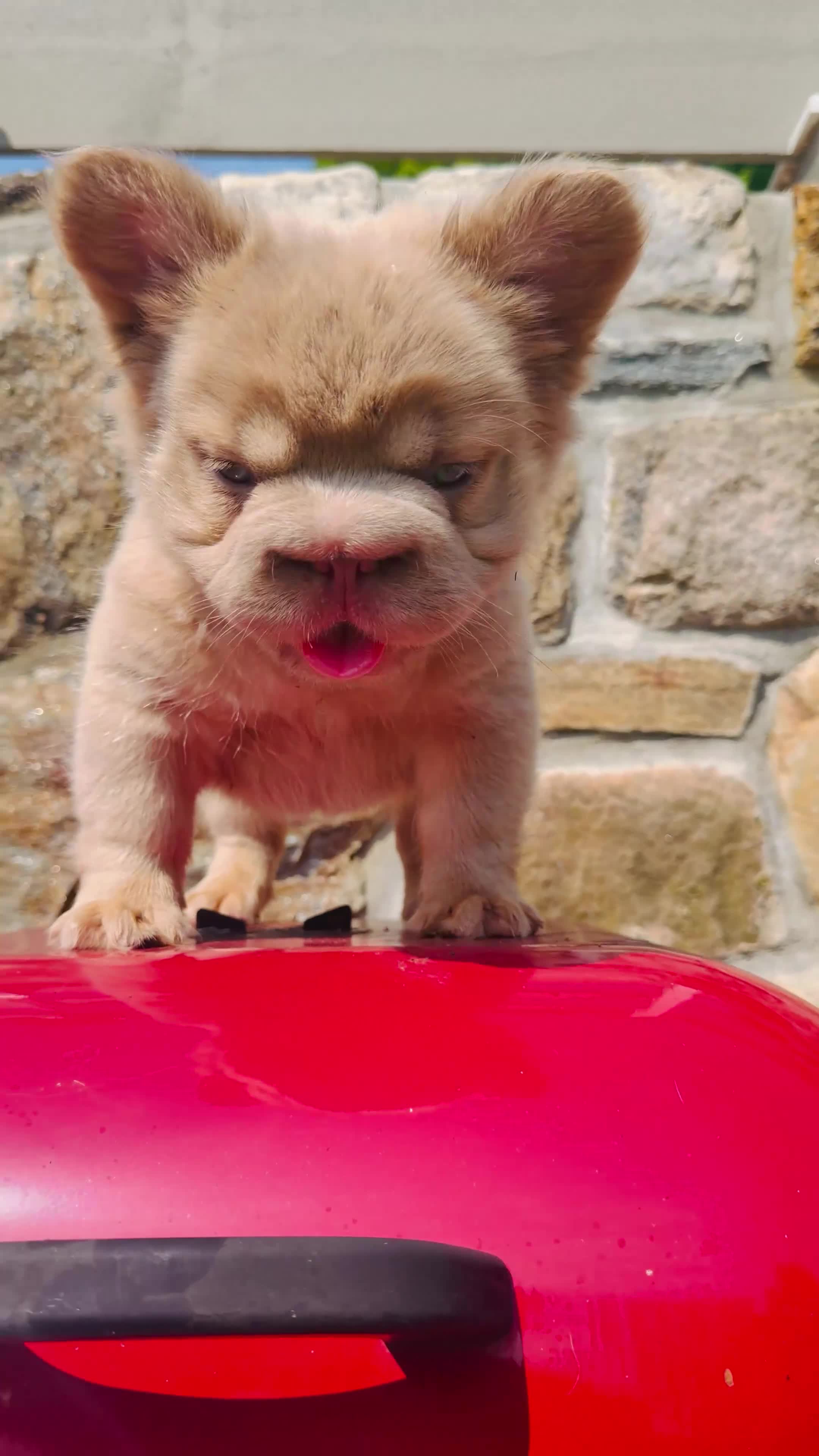 French Bulldog dogs for sale: DRAKE - Video 1
