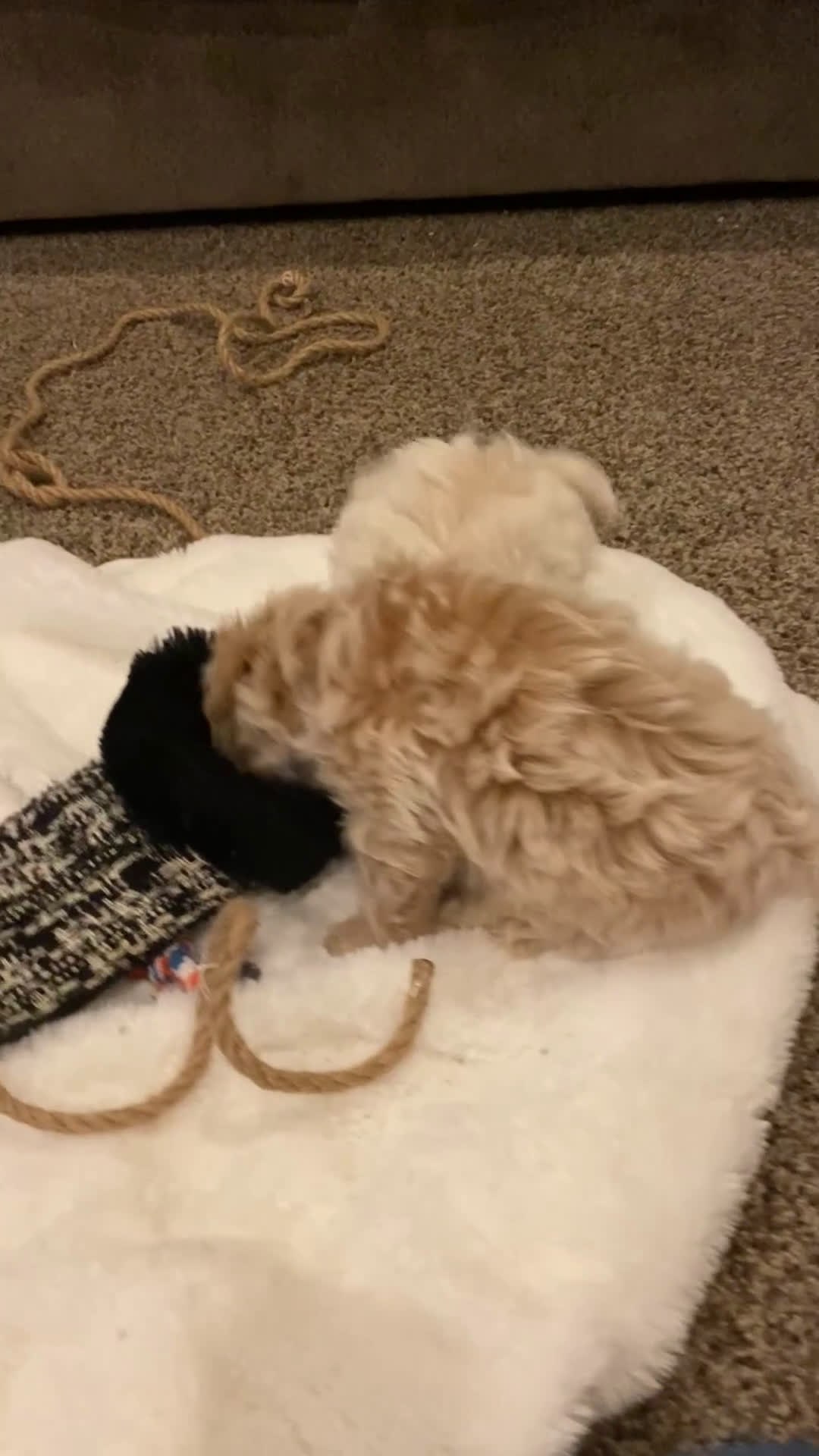 Maltipoo dogs for sale: ♥️Sweet Hank♥️ - Video 1