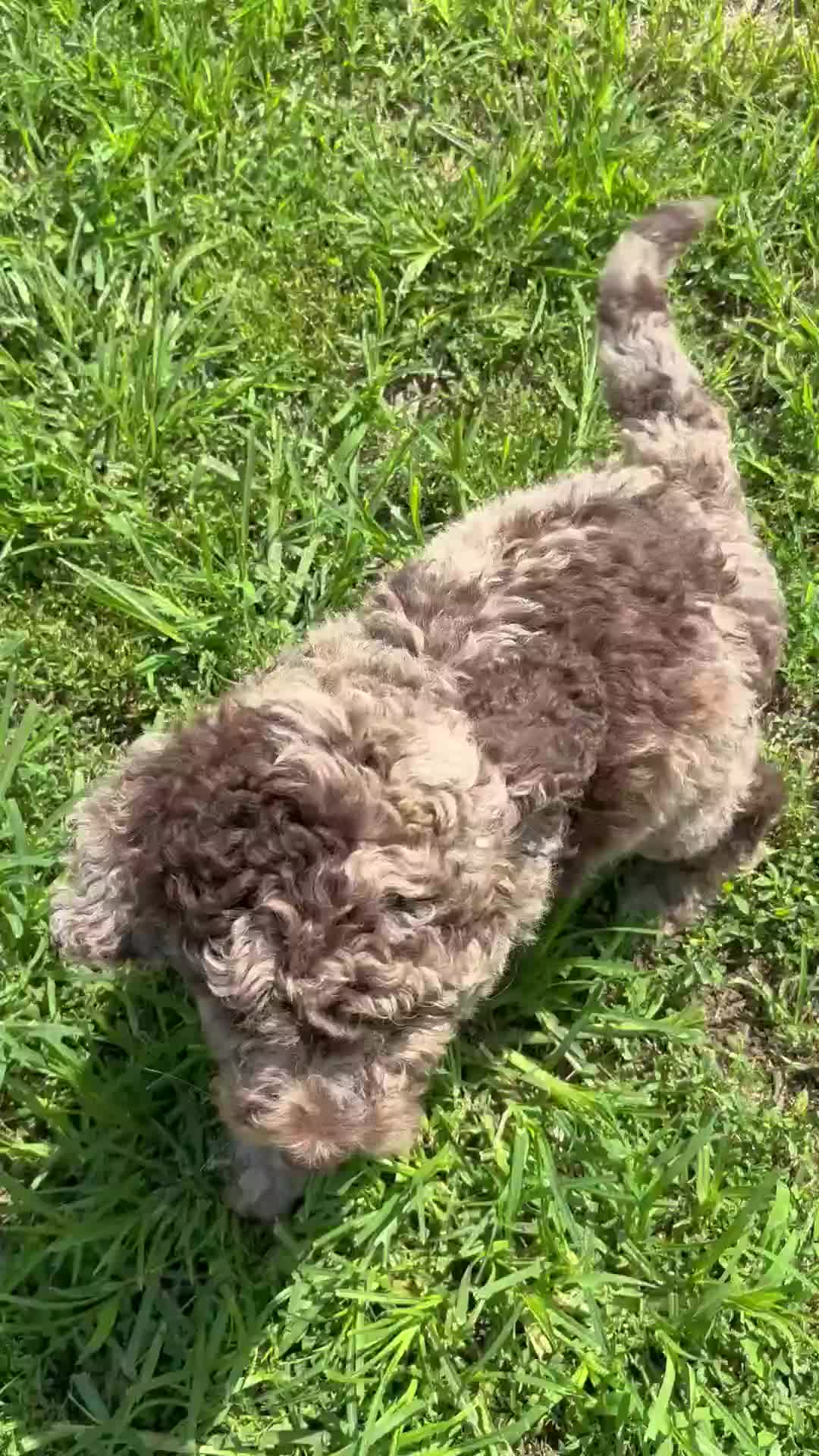 Sheepadoodle dogs for sale: Macy - Video 1