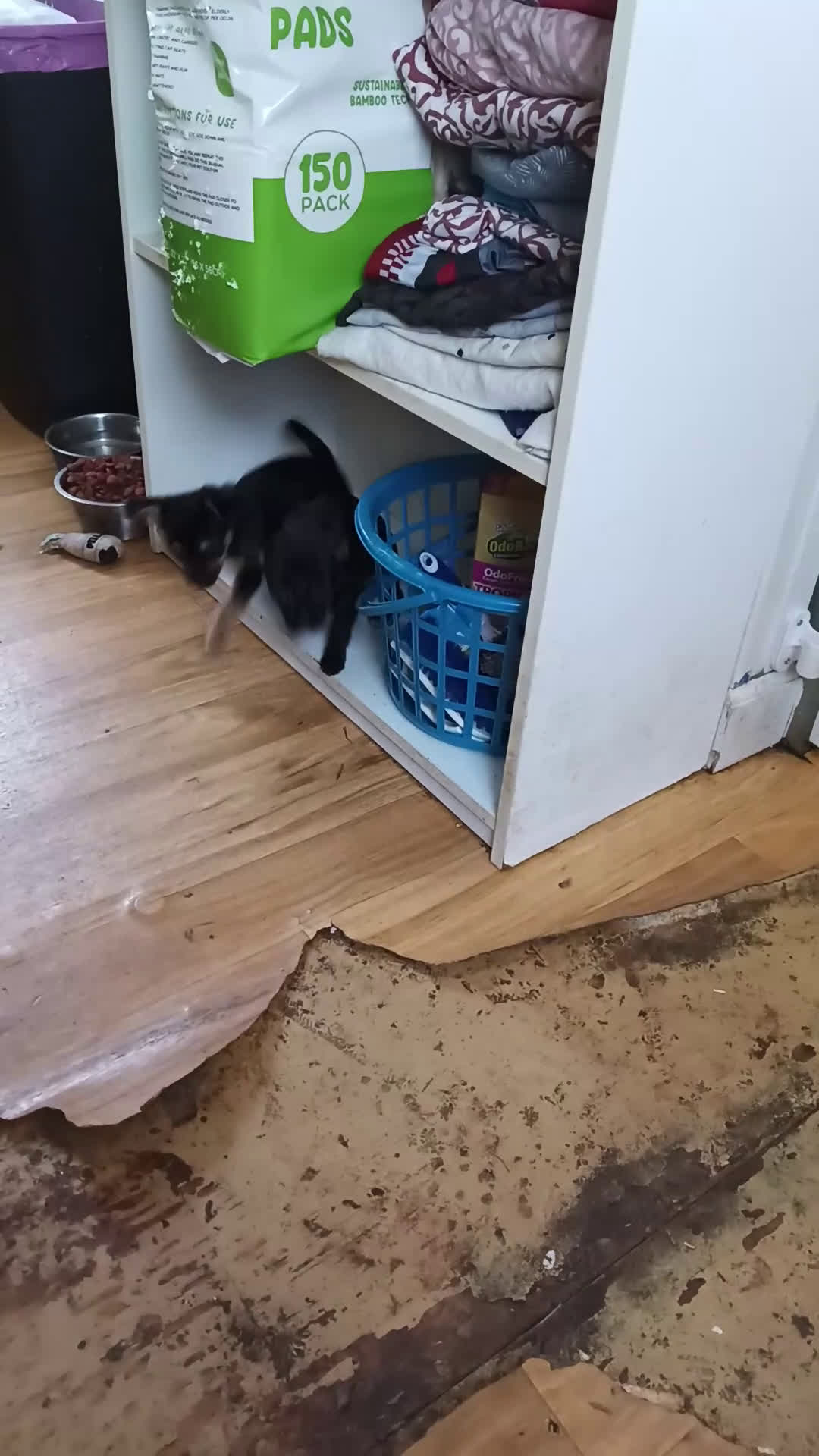 Mixed Breed dogs for sale: Mixed Breed Puppy 1 - Video 1