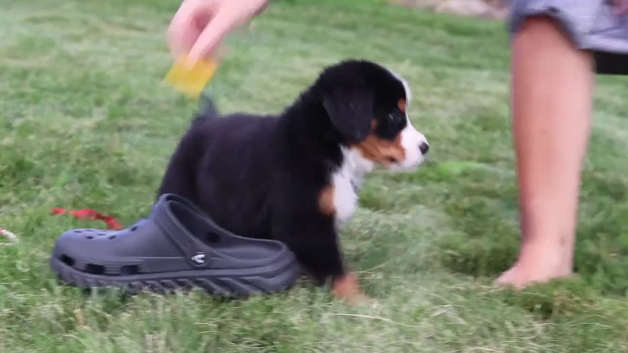 Bernese Mountain Dog dogs for sale: Victor - Video 1
