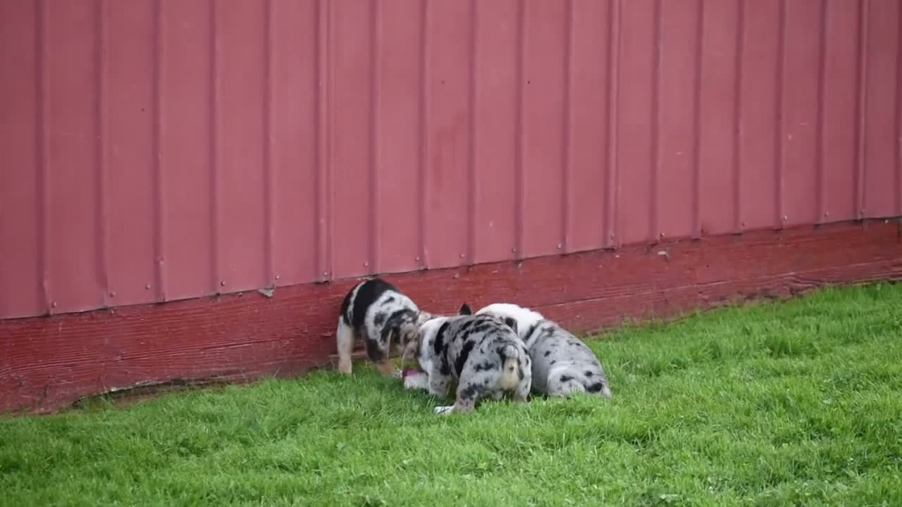Beabull dogs for sale: Corwin - Video 1