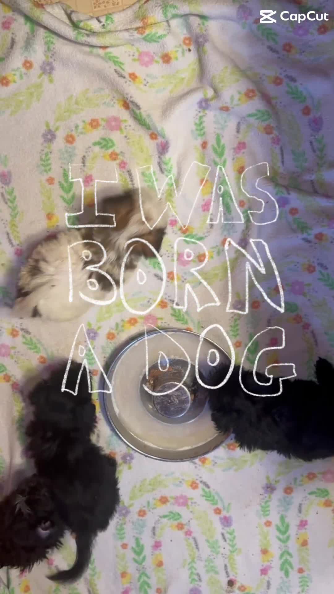 Shihpoo dogs for sale: Shihpoo 1 BT  - Video 1