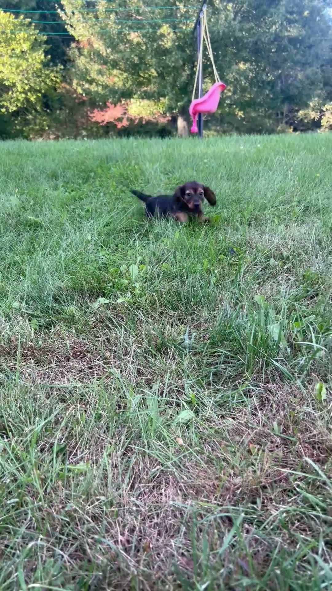 Miniature Dachshund dogs for sale: Trixie  - Video 1