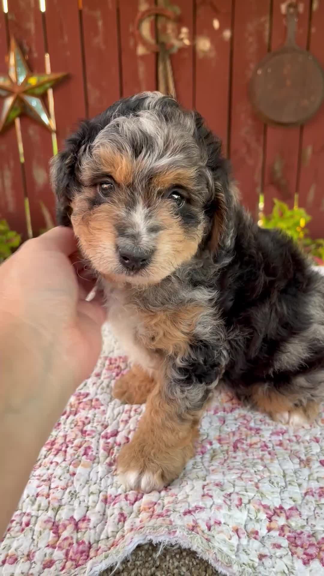 Mini Bernedoodle dogs for sale: Nate - Video 1