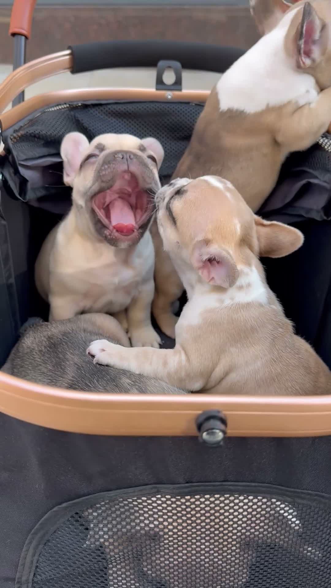 French Bulldog dogs for sale: French Bulldog 5 daisy,fay  - Video 1