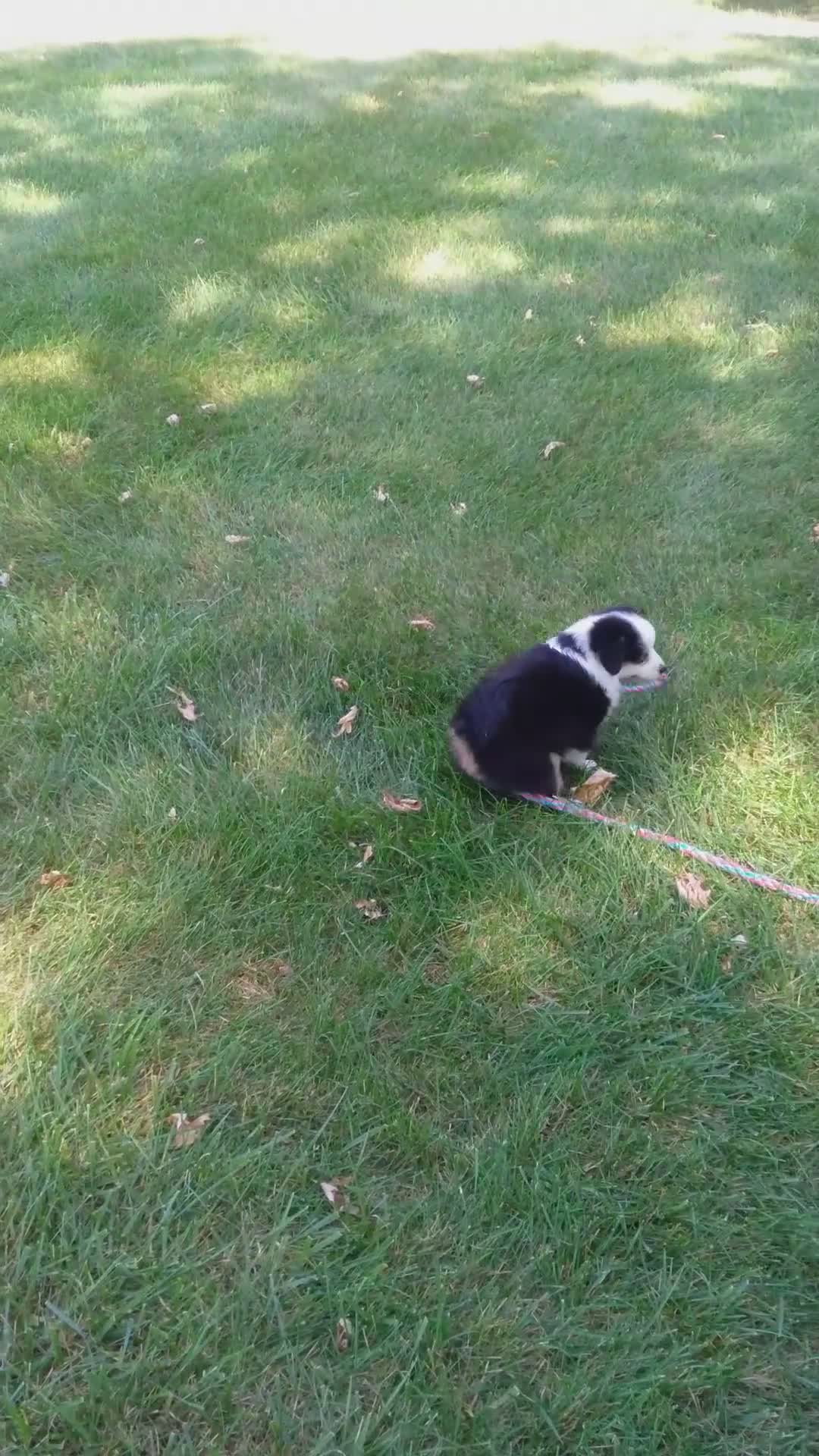 Miniature Australian Shepherd dogs for sale: Reese - Video 1
