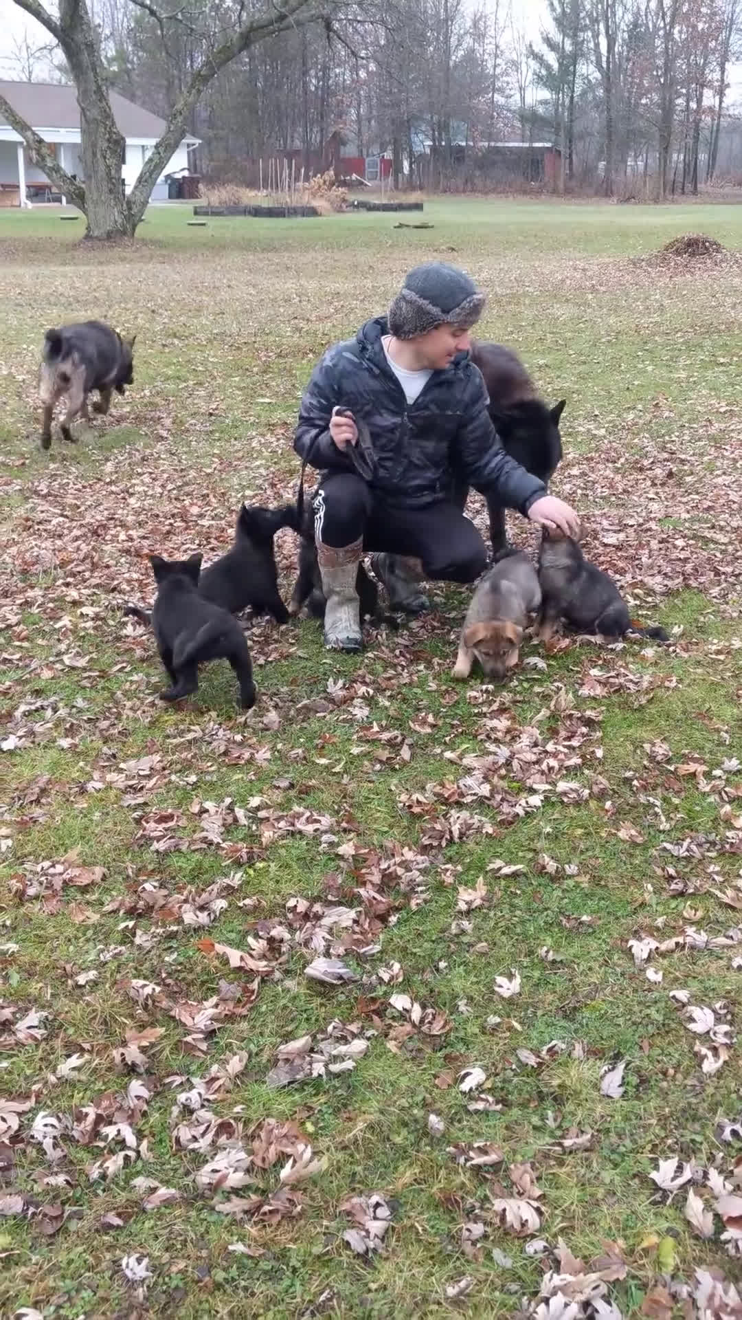 Mixed Breed dogs for sale: Otter - Video 1