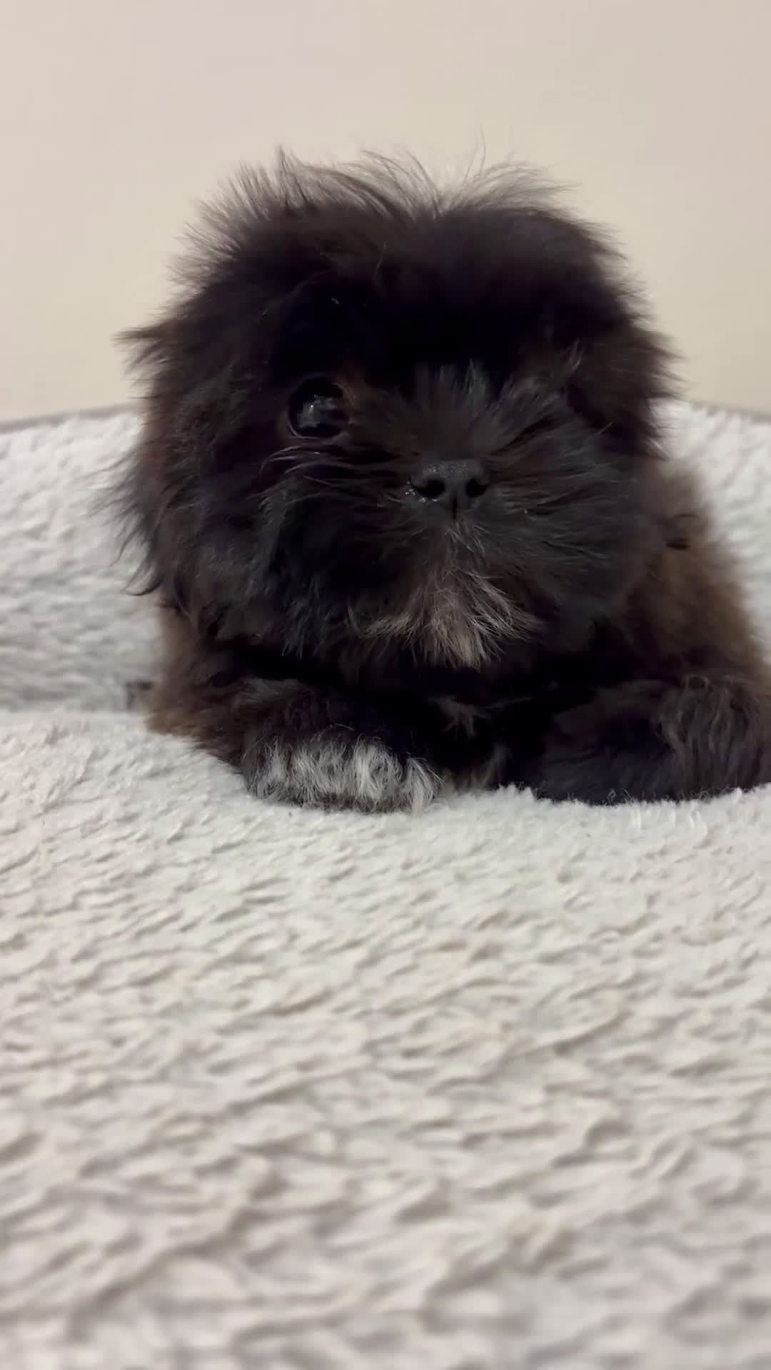 Shih Tzu dogs for sale: Lizzy  - Video 1
