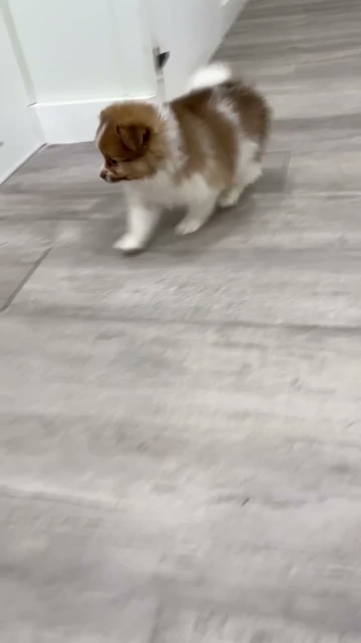 Pomeranian dogs for sale: Pumpkin - Video 1