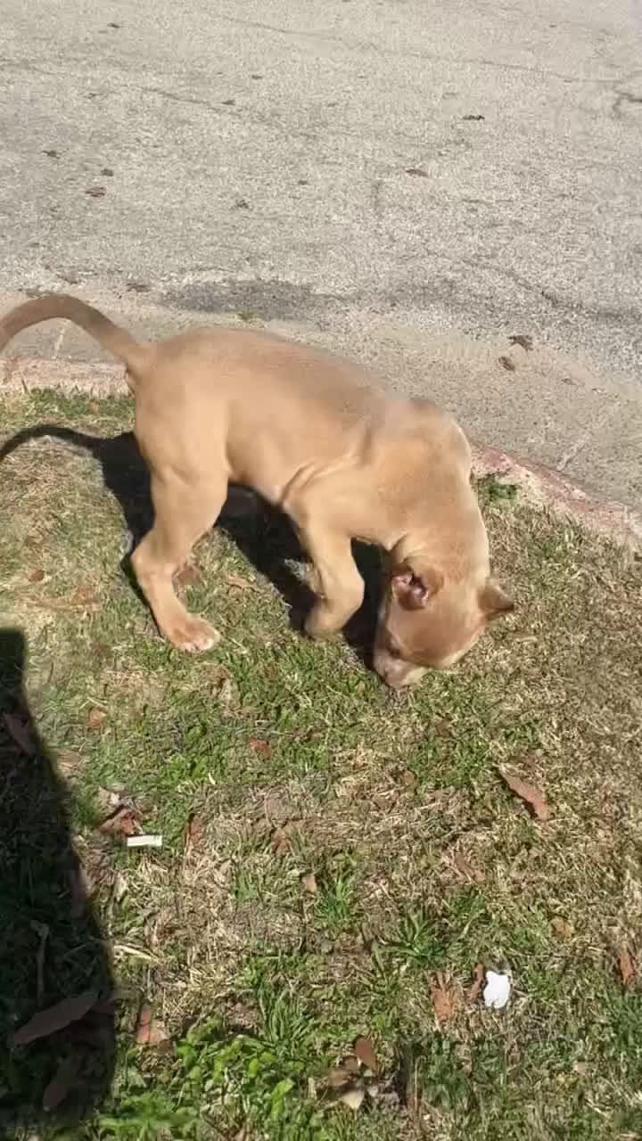 American Bully dogs for sale: Champagne (Bossy Kennels BL Champagne XL Bully) - Video 2