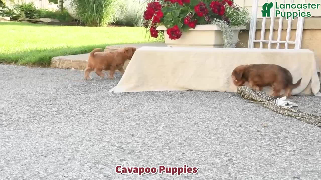 Cavapoo dogs for sale: Archie - Video 1