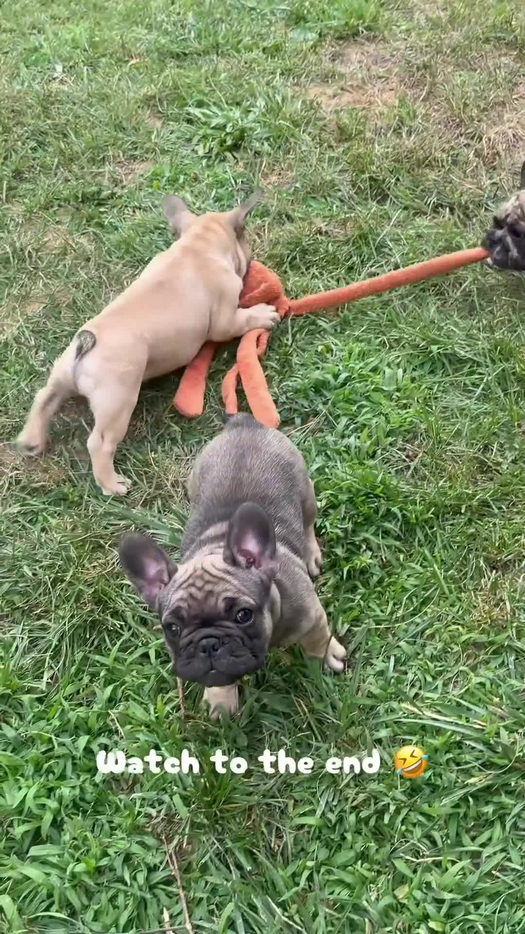 French Bulldog dogs for sale: French Bulldog 2 - Video 2