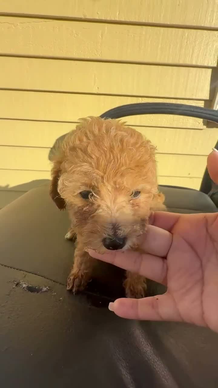 Mini Goldendoodle dogs for sale: Mini Goldendoodle 1 - Video 2