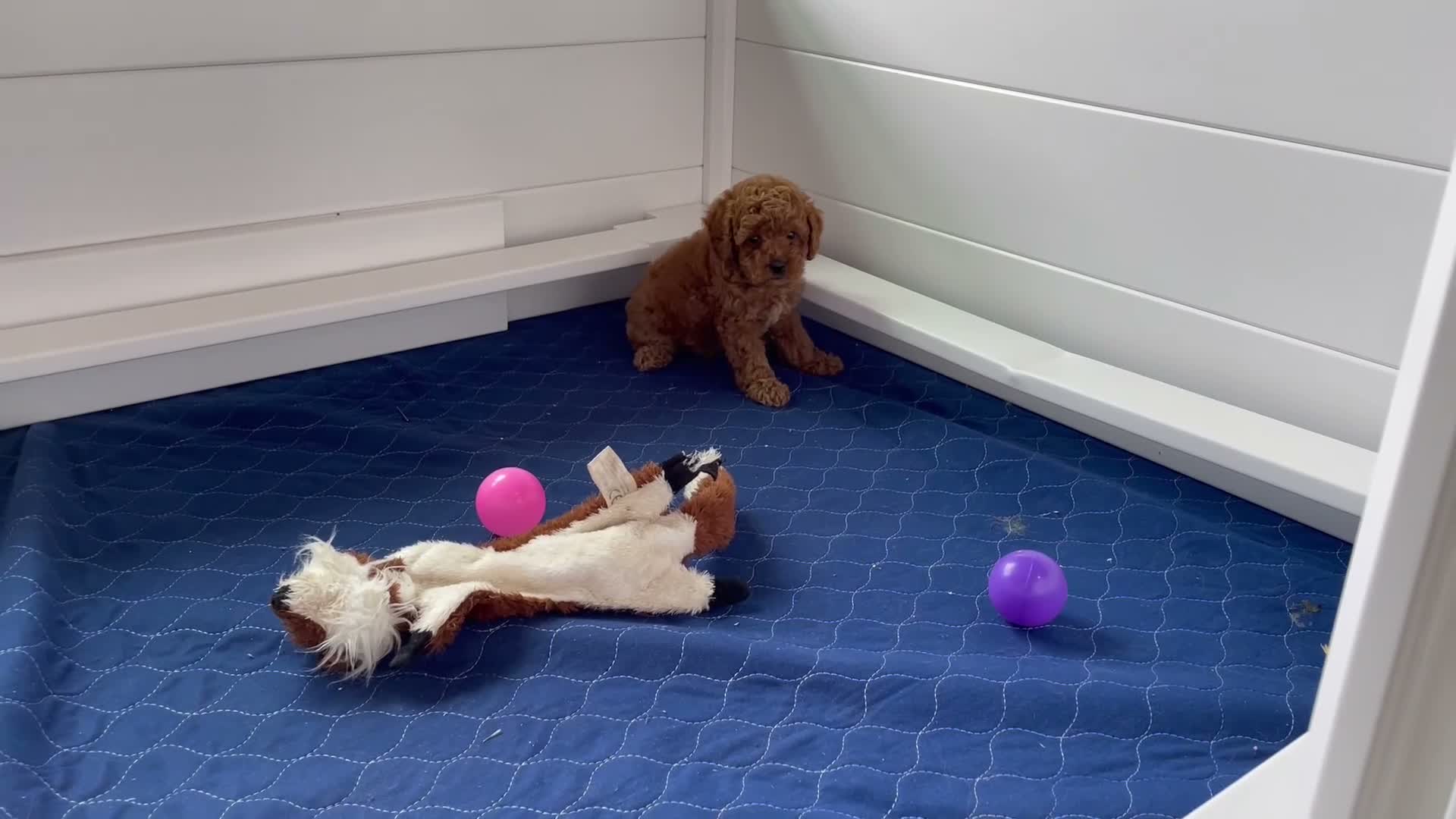 Mini Goldendoodle dogs for sale: Mr. Sammy - Video 1