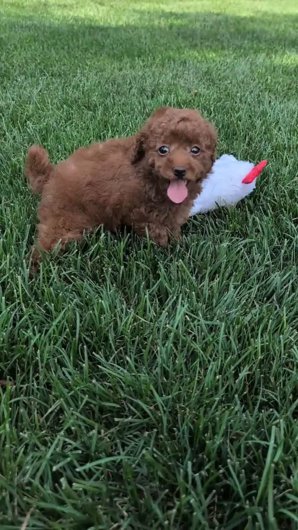 Toy Poodle dogs for sale: Chloe - Video 1