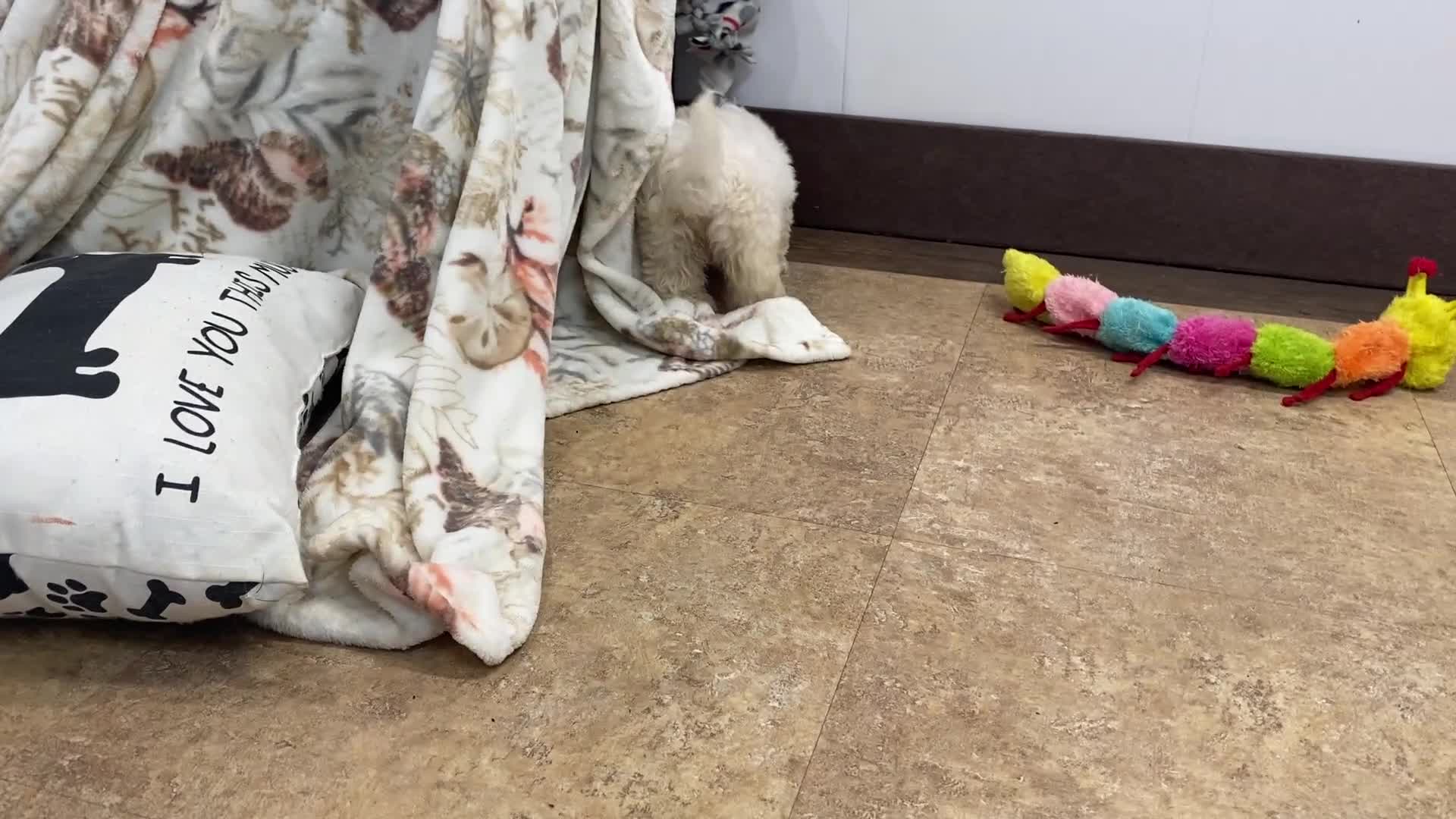 Maltipoo dogs for sale: SuAnn - Video 2