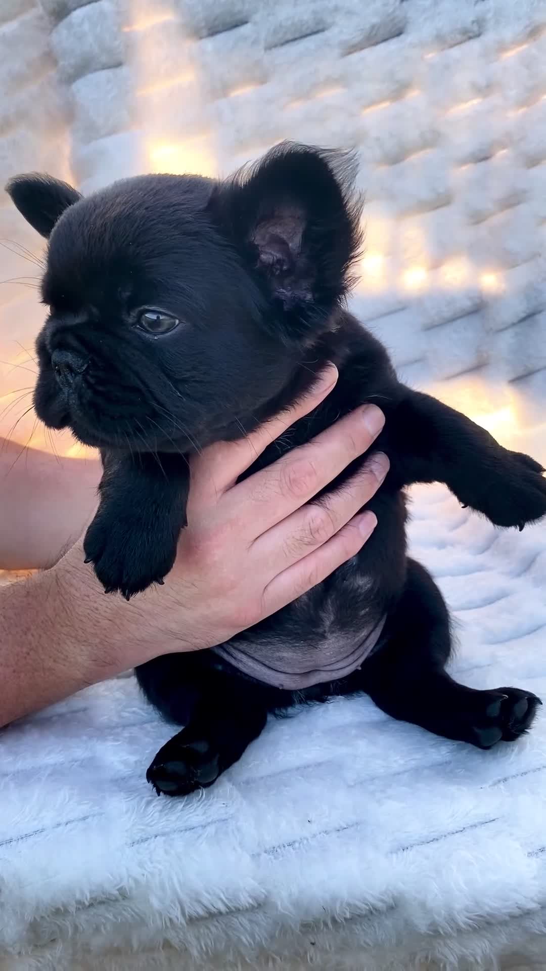 French Bulldog dogs for sale: French Bulldog 3 - Video 1