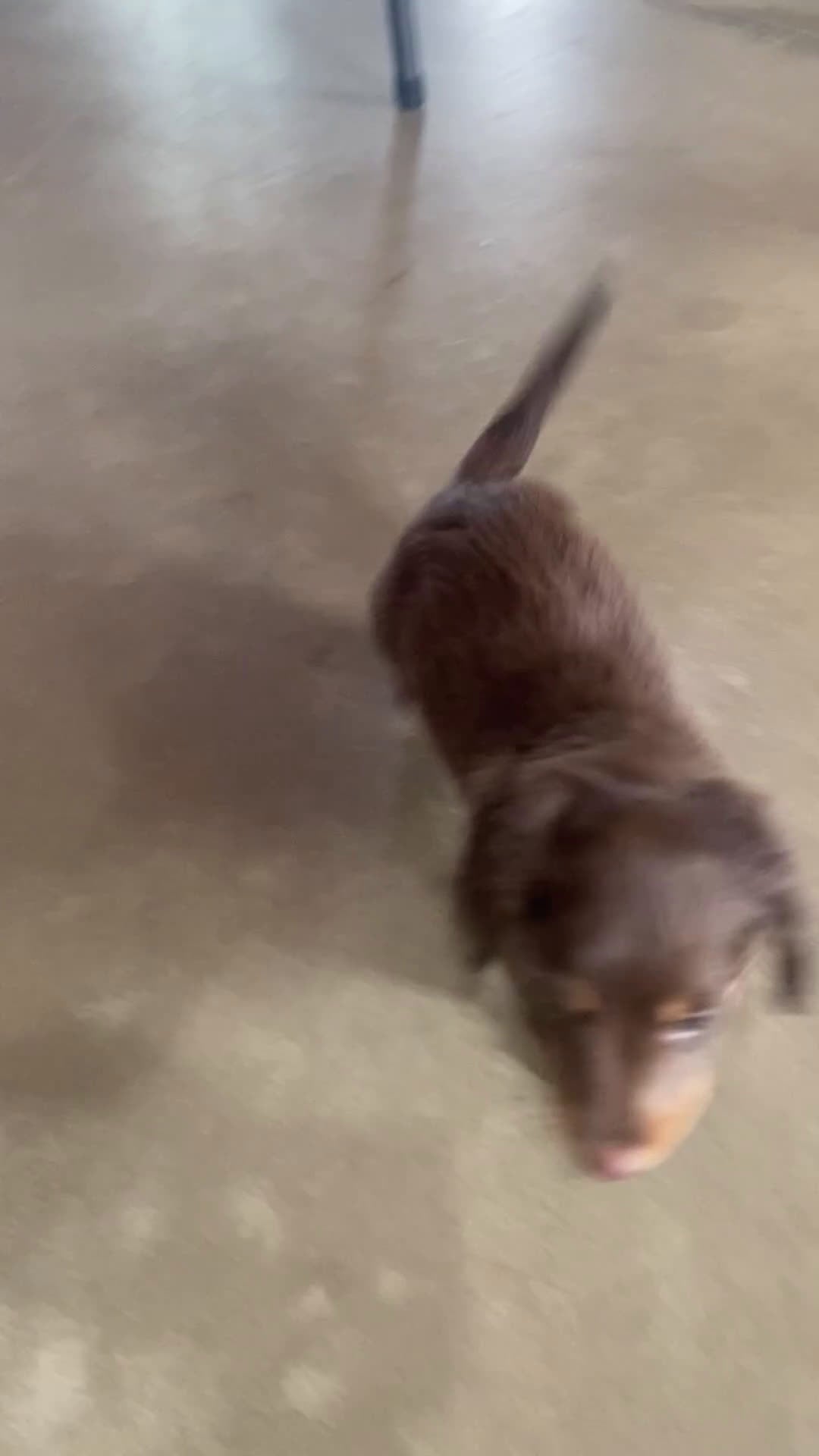 Miniature Dachshund dogs for sale: Franco - Video 1