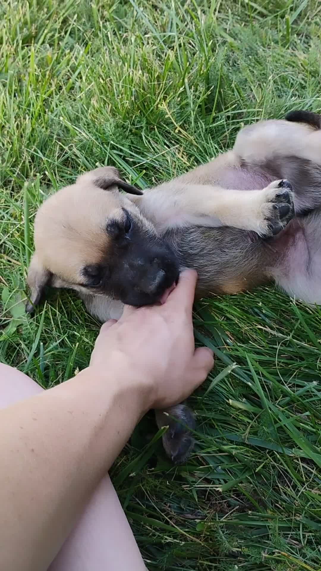 English Mastiff dogs for sale: Beulah  - Video 1
