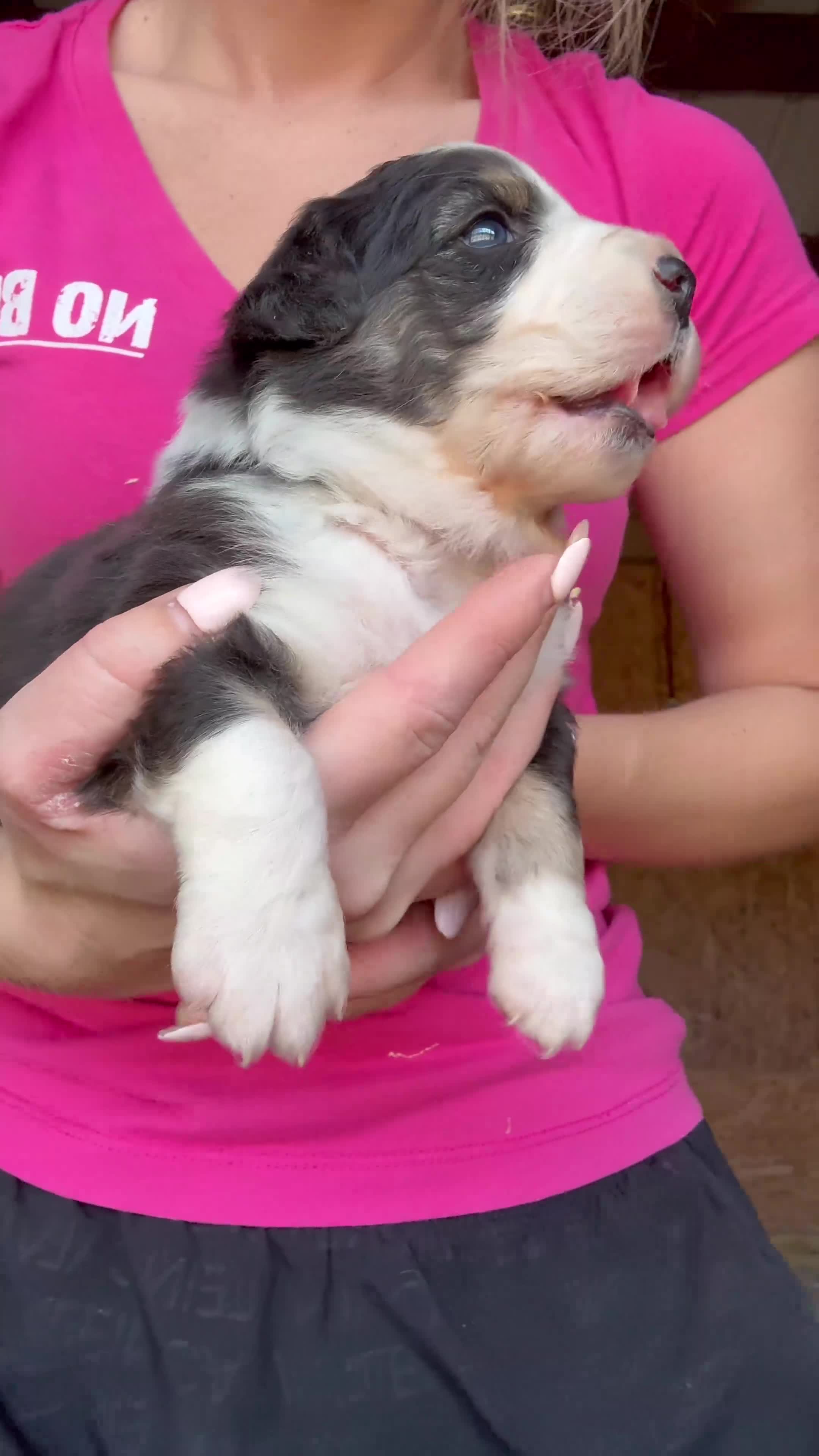 Australian Shepherd dogs for sale: Jetta - Video 1