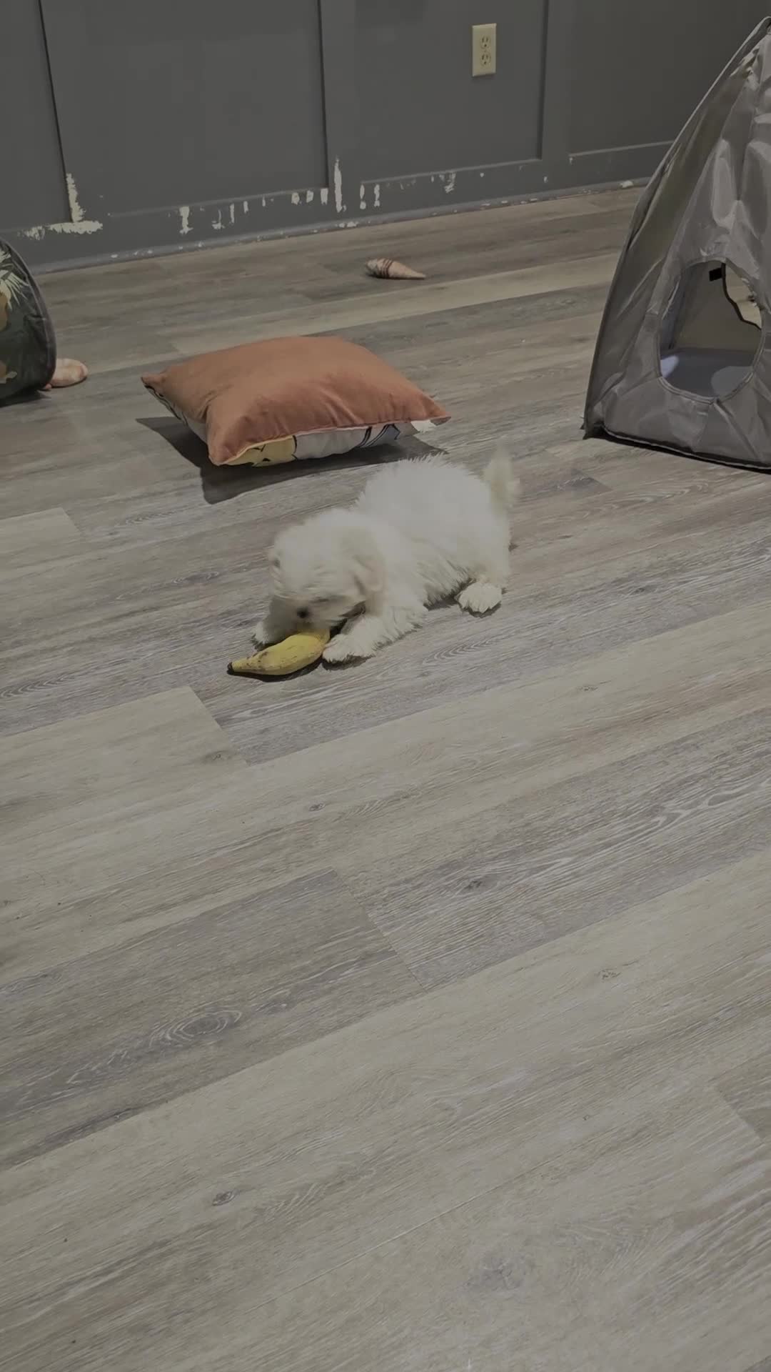 Shih Tzu dogs for sale: Shih Tzu 2 - Video 3