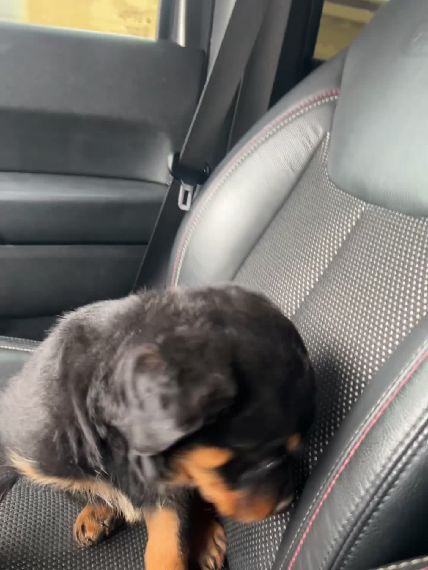 Rottweiler dogs for sale: Rottweiler Puppy 1 - Video 1