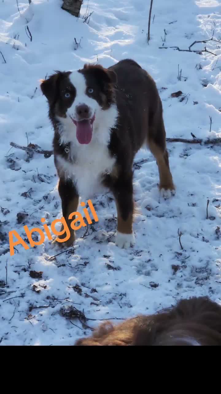 Miniature Australian Shepherd dogs for sale: Miniature Australian Shepherd 1 - Video 1
